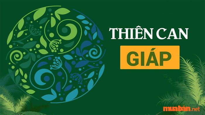 Tử vi Giáp Thân 2004 nam mạng năm 2024 cho thấy thiên can Giáp tạo ra mối quan hệ tương trợ tốt đẹp, hỗ trợ công việc thuận lợi.