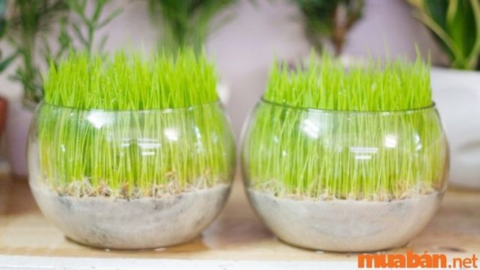 Cây Mầm Xanh tượng trưng cho sự dồi dào tài lộc và mang lại may mắn cho gia chủ.