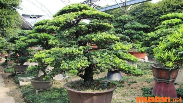 Cây Tùng La Hán ưa thích môi trường ẩm và có thể phát triển mạnh ngay cả khi thiếu ánh sáng. Đây là loại cây rất dễ chăm sóc.