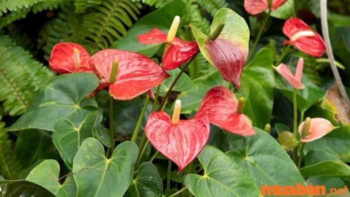 Người mệnh Thủy nên tránh trồng cây Hồng Môn vì nó không hợp với yếu tố của họ.