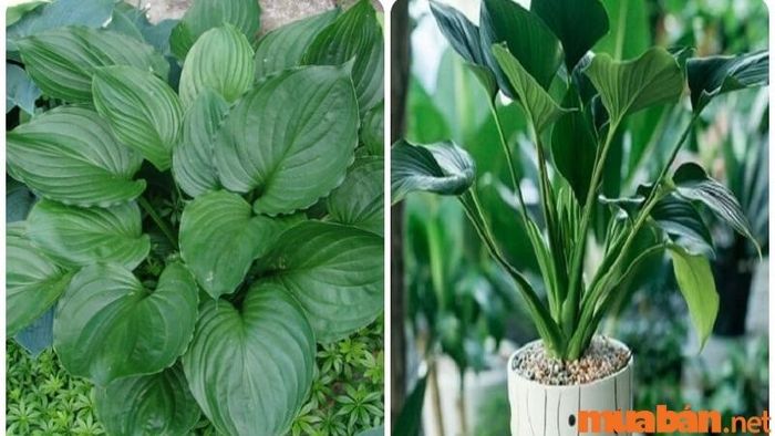 Cây Thanh Tâm giúp xua tan sương mù và mang lại sự bình an cho người thuộc mệnh Thủy.