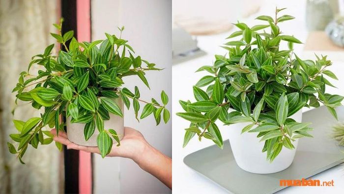 Bón phân là cách tốt nhất để cây phát triển nhanh và ngăn ngừa sâu bệnh hại.