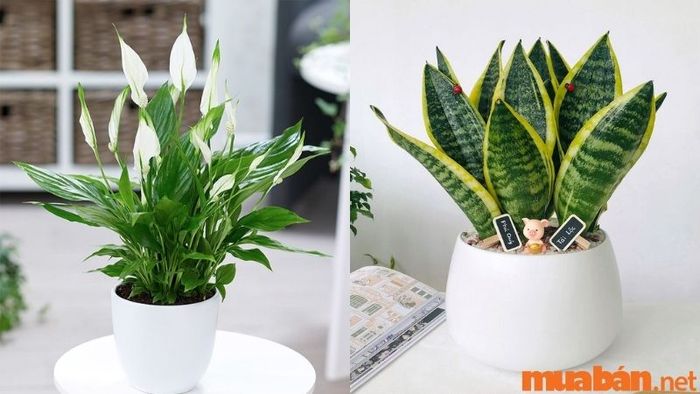 Cây phong thủy cần được nuôi dưỡng trong môi trường có ánh sáng, độ ẩm và nhiệt độ phù hợp để phát triển tốt.
