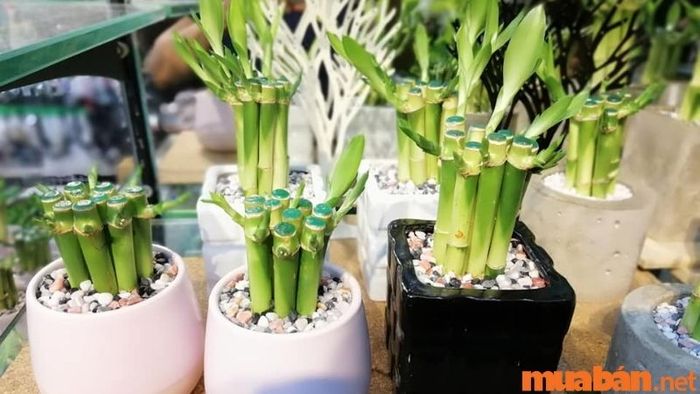 Cây Phát Tài Khúc thường nở hoa nhẹ vào cuối năm, với màu sắc chuyển từ vàng nhạt sang trắng, mang lại không khí tươi mới.