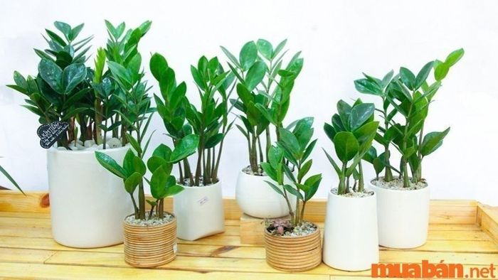 Cây Kim Tiền phù hợp với người mệnh Thủy