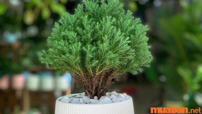 Cây Tùng Bồng Lai rất thích hợp để trang trí trên bàn làm việc của người mệnh Thủy, mang lại sự tươi mới và sinh khí.