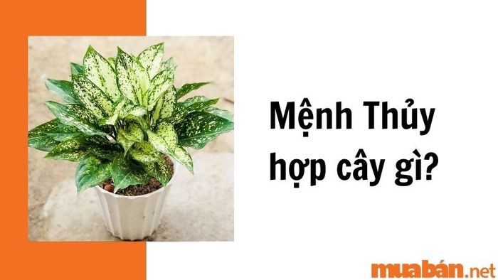 Khám phá cây cảnh hợp với người mệnh Thủy tại Mytour