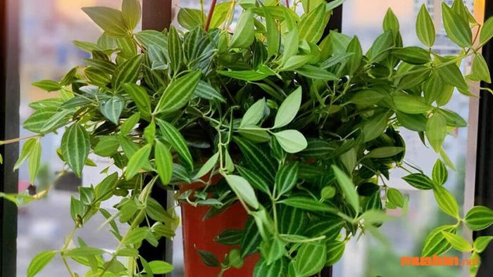 Cây Bình An ưa bóng râm và không cần quá nhiều ánh sáng, chính vì vậy chúng thường được trồng trong nhà.