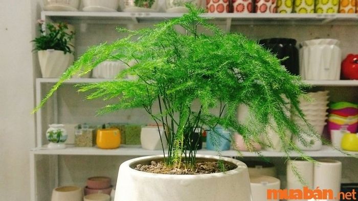 Cây Thủy Tùng là lựa chọn lý tưởng để trang trí bàn làm việc cho người mệnh Thủy, giúp không gian thêm sinh động và hài hòa.