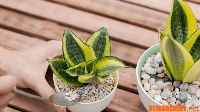 Cây lưỡi hổ mang lại nhiều may mắn cho người mệnh Thủy