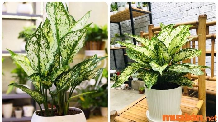 Cây Ngọc Ngân với màu sắc đặc trưng dễ dàng thu hút sự chú ý của gia chủ.
