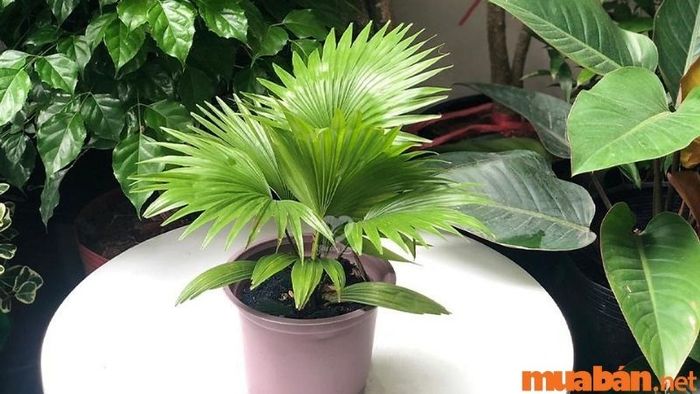 Chọn cây có kích thước phù hợp với không gian trưng bày để đảm bảo tính thẩm mỹ và sự hài hòa.