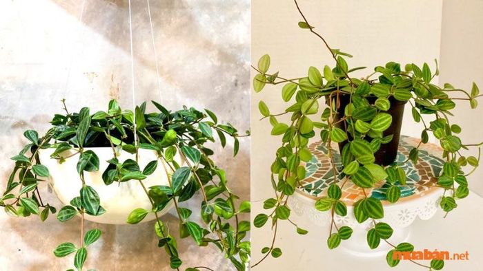 Bón phân là phương pháp hiệu quả giúp cây phát triển nhanh và giảm thiểu sâu bệnh.