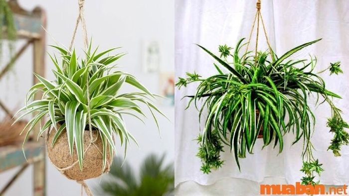 Cây Lan Chi có khả năng làm sạch không khí và tạo ra môi trường trong lành, dễ chịu.
