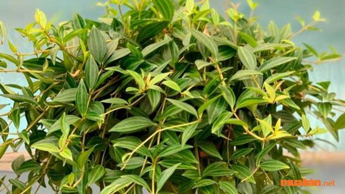 Cây Bình An rất dễ trồng, không yêu cầu điều kiện khắt khe, vì vậy việc trồng cũng không gặp khó khăn.