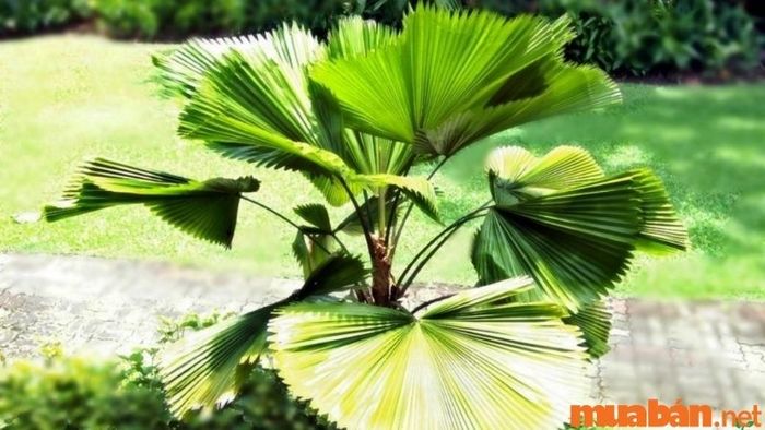 Cây Cọ Nhật không chỉ có tác dụng thanh lọc không khí mà còn mang lại tài lộc, may mắn cho gia chủ.