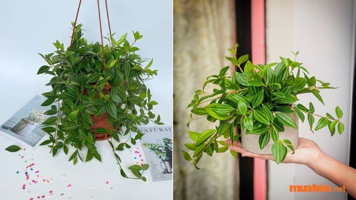 Bạn đã biết chưa? Hãy cùng Mytour tìm hiểu thêm về cây Bình An và những điều đặc biệt xung quanh nó!