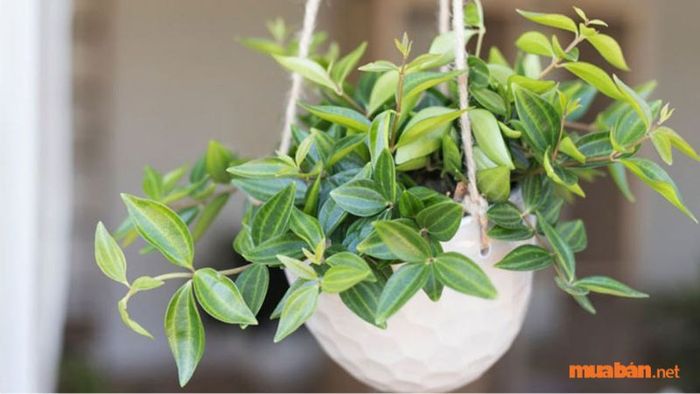 Bón phân là phương pháp hiệu quả để giúp cây phát triển nhanh chóng và giảm thiểu sự xuất hiện của sâu bệnh.