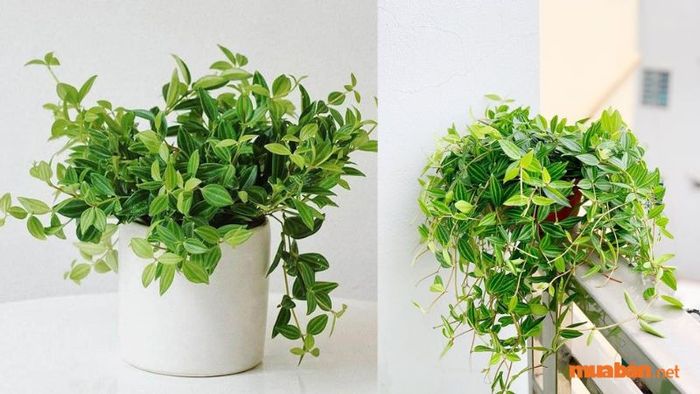 Bón phân giúp cây phát triển khỏe mạnh và hạn chế được các loại sâu bệnh có thể gây hại.