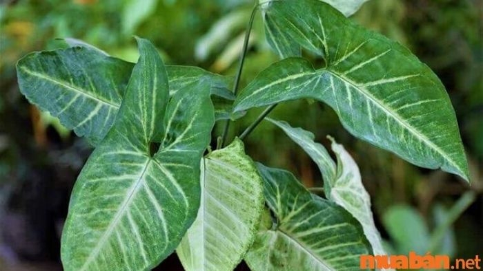 Cây Tróc Bạc có nguồn gốc từ các khu vực Nam Mỹ và Trung Mỹ.