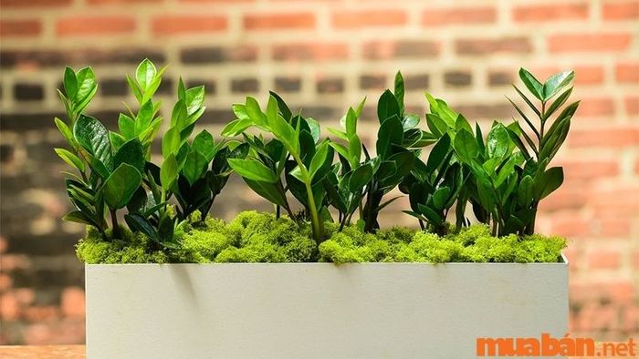 Cây có lá bóng có thể phát triển tốt trong các môi trường khó khăn và khắc nghiệt, đặc biệt là với những người ít thời gian chăm sóc.