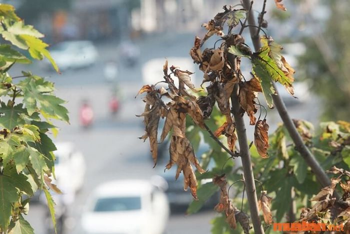 Bạn tuyệt đối không nên để cây khô héo hay chết lâu ngày trước cửa nhà. Việc này không chỉ làm mất đi sự tươi mới mà còn ảnh hưởng xấu đến vận khí của ngôi nhà.