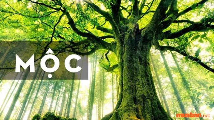 Số 45 thuộc hành Mộc, mang đến sự sống và phát triển bền vững.