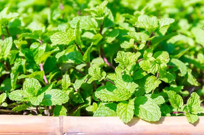 Close-up of fresh green mint leaves