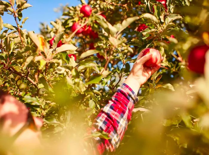 A woman reaching for an apple in an orchard