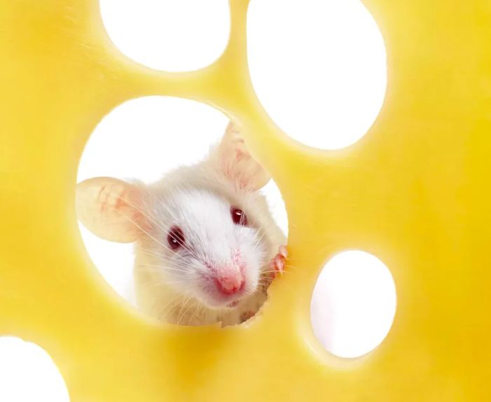 Close-up of a white mouse peering through a slice of cheese.