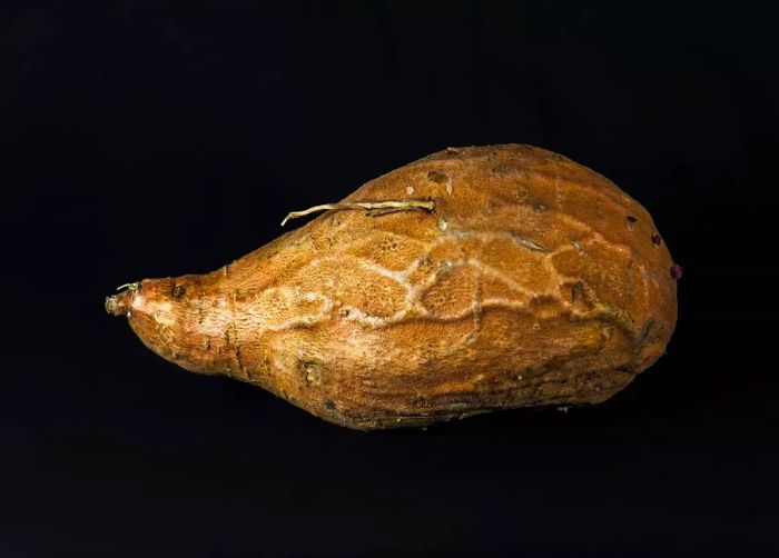 Sweet potato with veins against a dark background