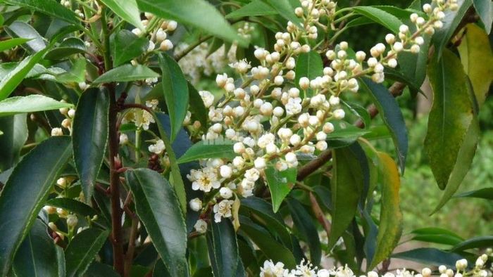 Sử dụng làm cây cảnh