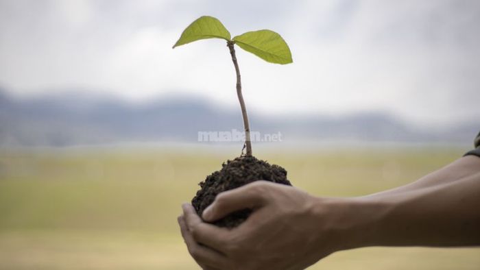 Hướng dẫn trồng cây mộc hương