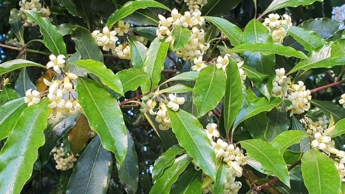 Có bao nhiêu loại mộc hương? Các giống mộc hương phổ biến