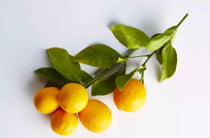 A pile of Meyer lemons on a white backdrop