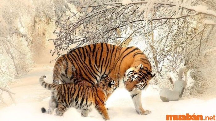 Tử vi 12 con giáp tháng 7 năm 2024 - Sự nghiệp tuổi Dần