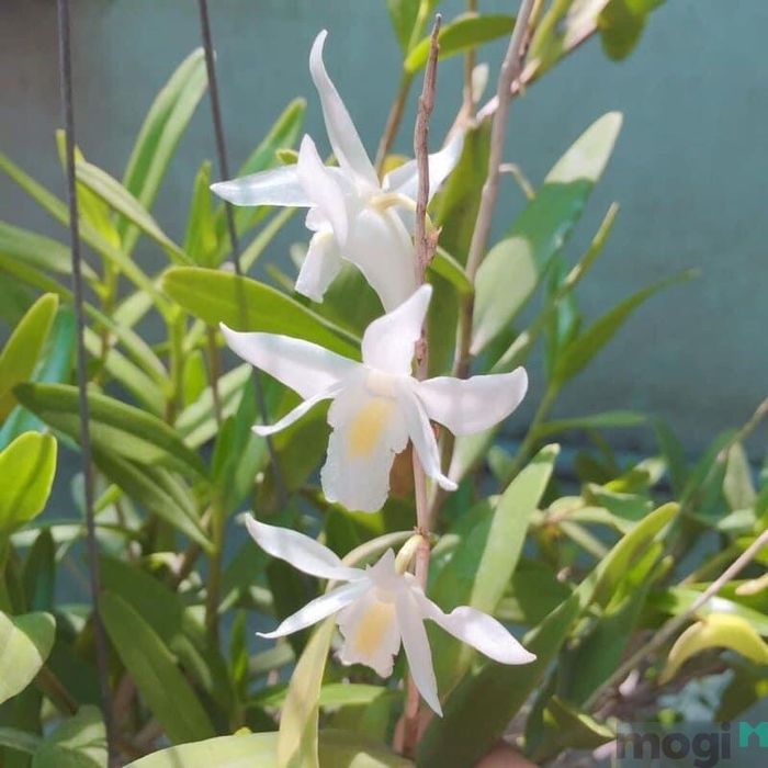 Lan bạch câu