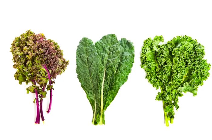 Different Varieties of Kale