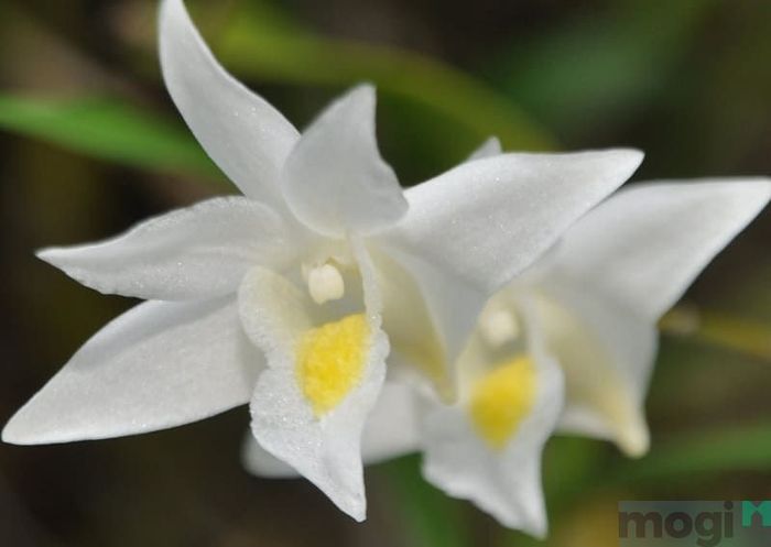 Loài hoa này tượng trưng cho người con gái nhẹ nhàng, e ấp và có tâm hồn sâu sắc, bí ẩn.
