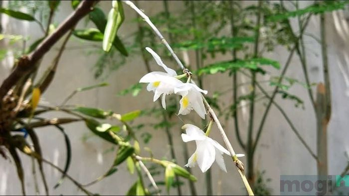 Lan bạch câu là một loài phong lan tuyệt đẹp.