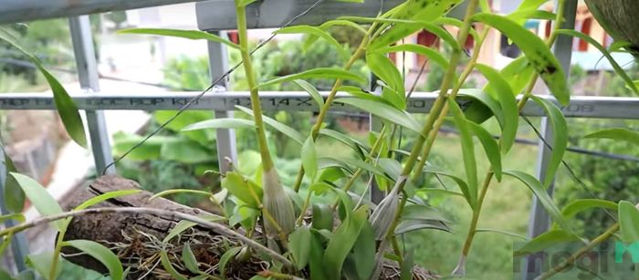 Những giả hành của lan bạch câu phía trên nhỏ dài, còn phần gần gốc cây lại nở rộng ra, tạo nên hình dạng đặc biệt.