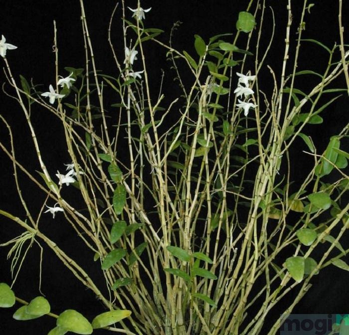 Lan bạch câu là loài hoa phong lan có vẻ đẹp đặc biệt, thu hút mọi ánh nhìn.