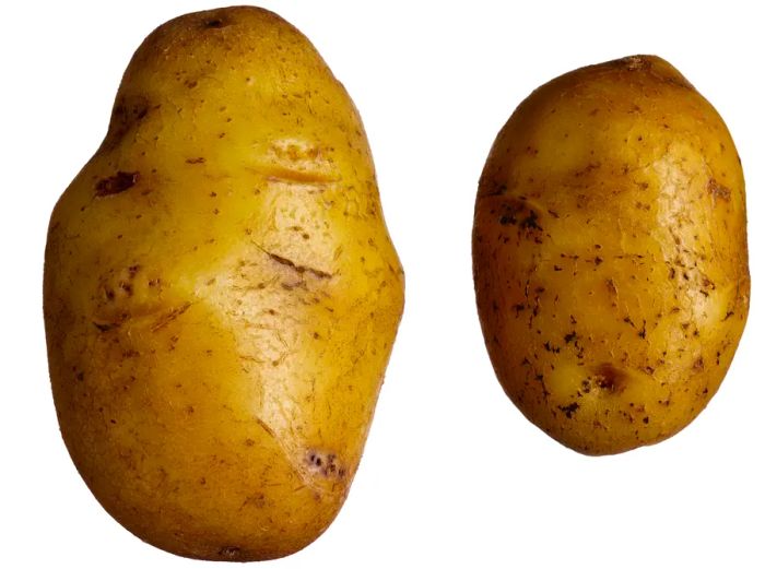 Two German Butterball Potatoes