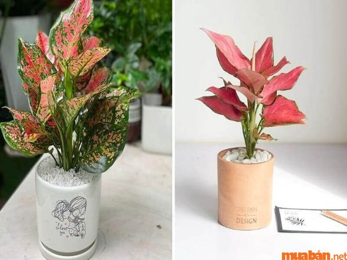 vật may mắn cho người mệnh thổ