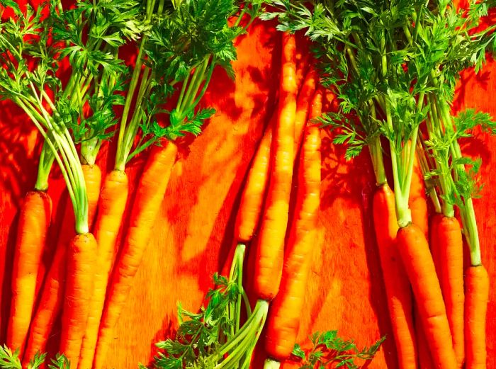 Three bunches of carrots with their greens still attached on a vibrant orange background.