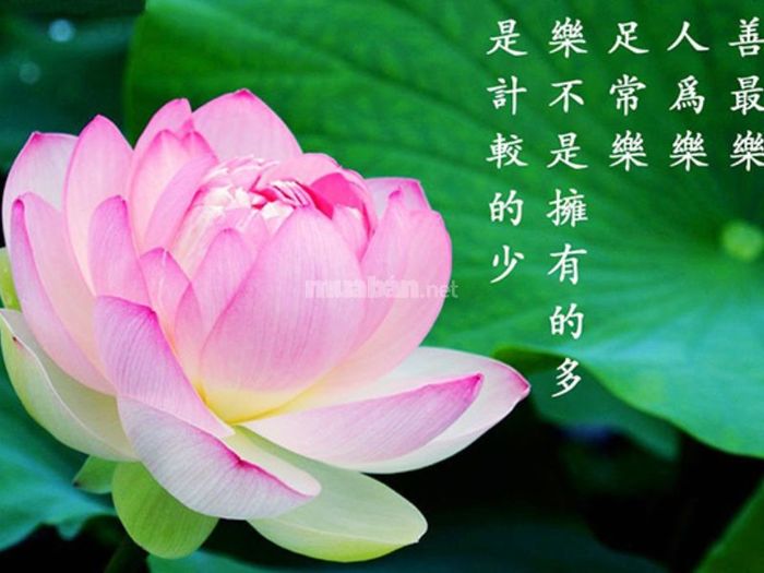 Những đặc điểm của tiết Lập hạ