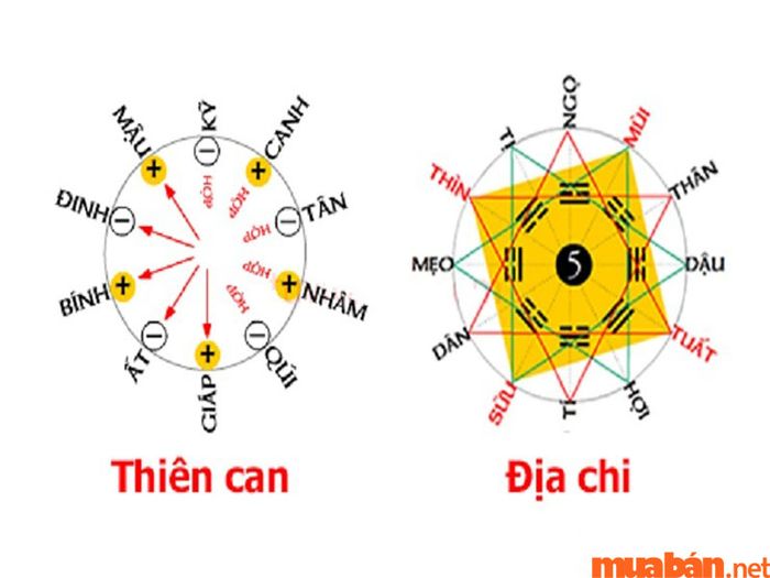 Địa chi của nam mạng Kỷ Dậu 1969