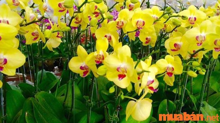 Hoa Lan Hồ Điệp vàng với vẻ đẹp thanh tao, rực rỡ mang lại tài lộc, may mắn cho người mệnh Thổ