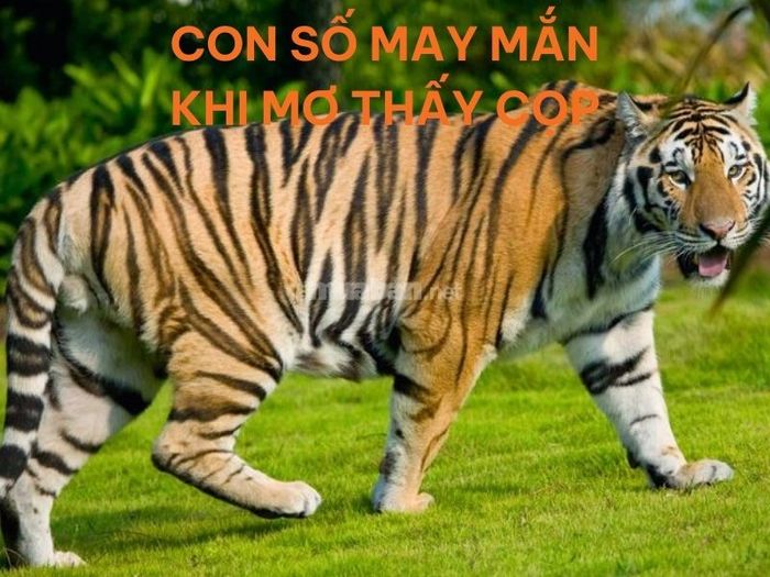 Những con số mang lại may mắn khi bạn mơ thấy cọp