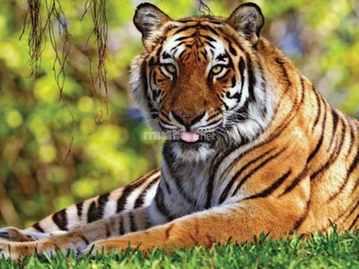 Điềm báo khi mơ thấy cọp